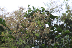 Acacia sinuata